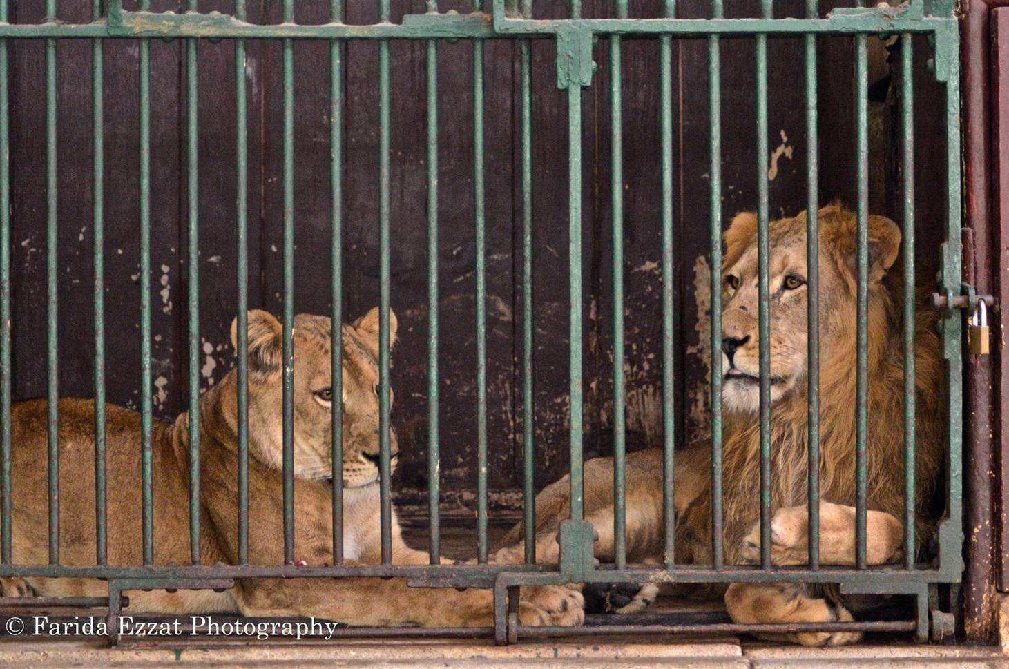 Caged animals
